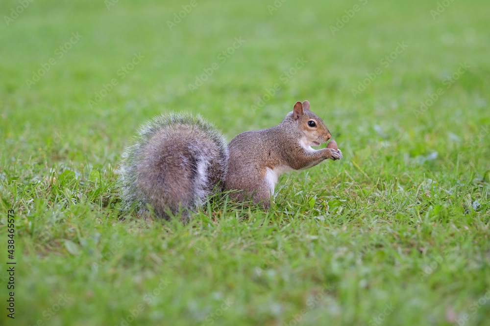 Close up shot of a brown eastern gray squirrel eating holding acorn surrounded by lush green grass. Selective focus, shallow depth of field, blurred natural background. Close up shot of a brown eastern gray squirrel eating holding acorn surrounded by lush green grass. Selective focus, shallow depth of field, blurred natural background.