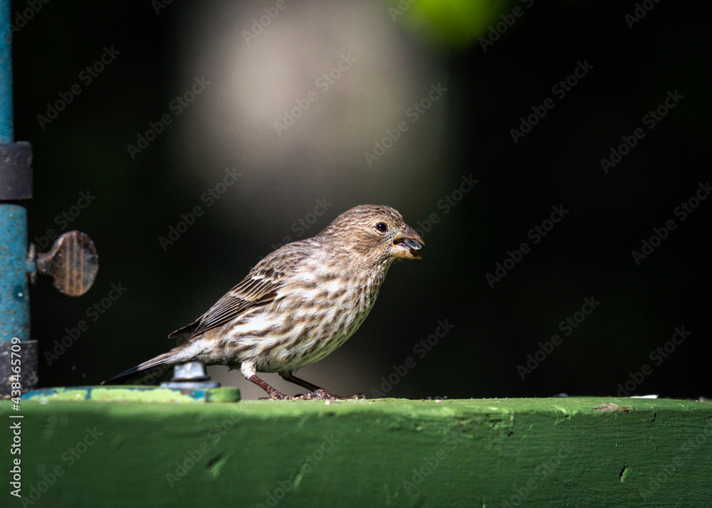 House Finch has found something to eat! House Finch has found something to eat!