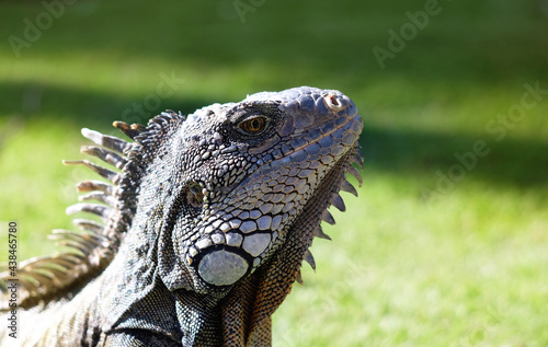 Closeup macro photo of sunbathing large iguana in its natural habitat. Selective focus  blurred natural green background.  Seminario Park  Parque de las iguanas   Guayaquil  Ecuador.