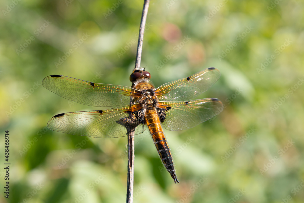 Beautiful dragonfly on a background of green foliage. Macro photo of insects. Beautiful dragonfly on a background of green foliage. Macro photo of insects.