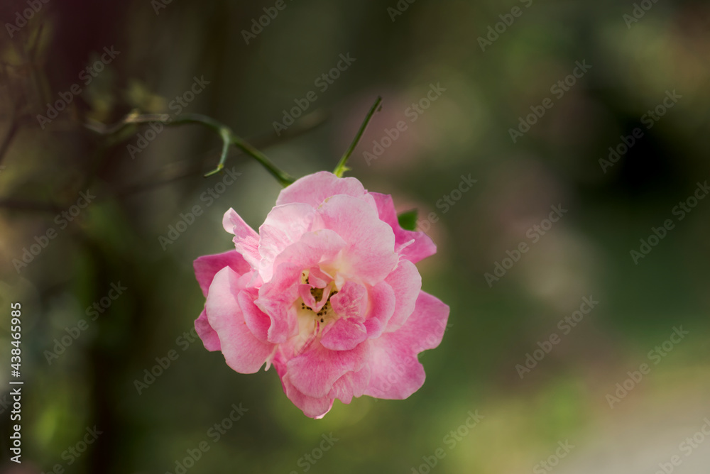 Obraz premium ピンク色の薔薇