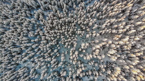 Snowcapped Evergreens Winter Colorado