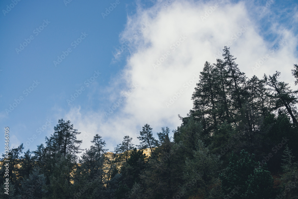 Beautiful mountain landscape with forest in frost with view to sunlit golden rocks under clouds in blue sky. Mountain scenery with coniferous trees in hoarfrost on background of rock in gold sunlight. Beautiful mountain landscape with forest in frost with view to sunlit golden rocks under clouds in blue sky. Mountain scenery with coniferous trees in hoarfrost on background of rock in gold sunlight.