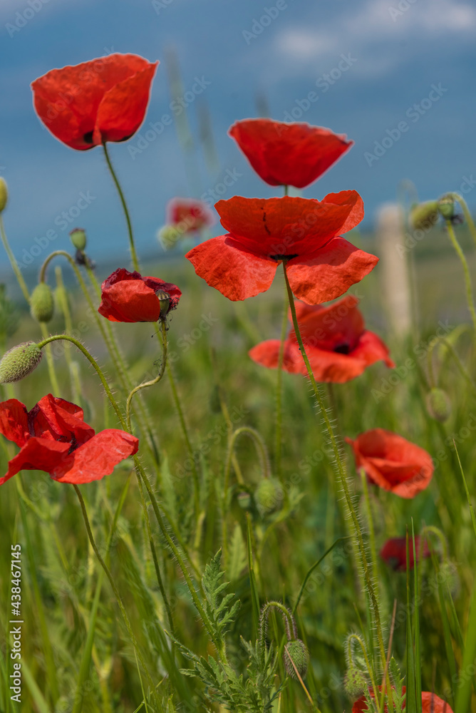 Obraz premium red poppies in a field among green grass