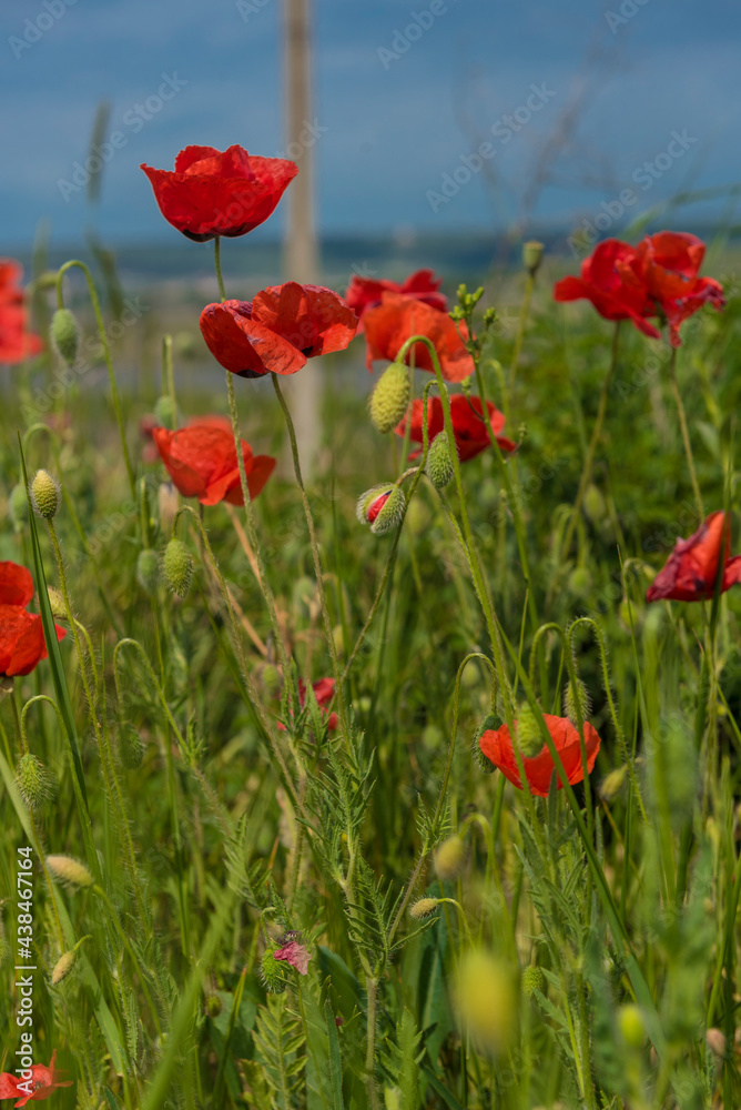 red poppies in a field among green grass