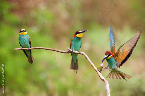 The European bee-eater (Merops apiaster) landing on a stick with prey in its beak. Three bee-etaters on a branch each with a bee in its beak and one with outstretched wings.