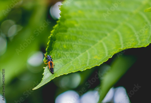 Insect on the edges of cherry leaves 