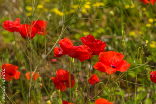 red poppies in a field among green grass