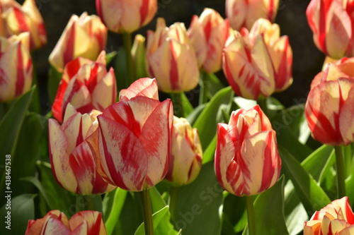 Tulipes roses-rouges lign  es au domaine du ch  teau de Grand Bigard 