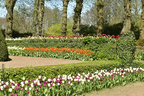 Variété de tulipes plantés le long des murets en pierres et haies au jardin du château de Grand-Bigard à l'ouest de Bruxelles