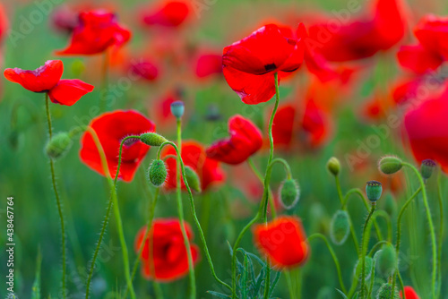 red poppies in a field among green grass
