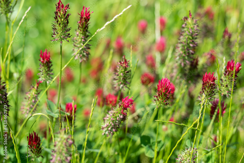 Red clover flower in green meadow grass in soft sunlight close-up