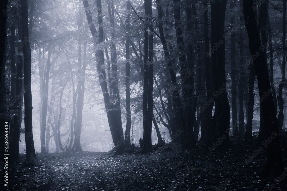 Fototapeta dark scary woods in fog at night