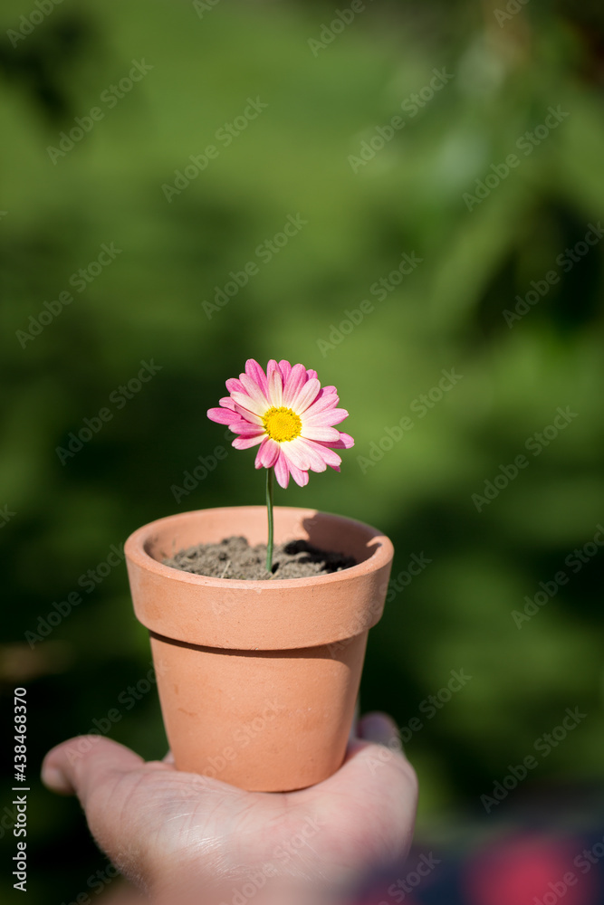 holding a pink daisy in flowerpot in gardening for kids 