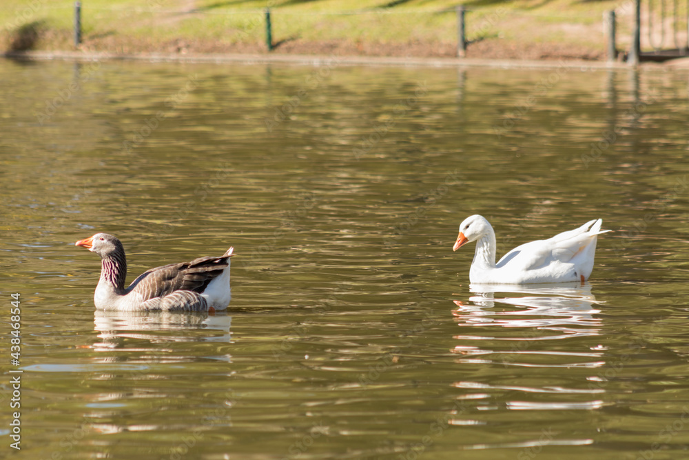 Obraz premium two ducks on the lake