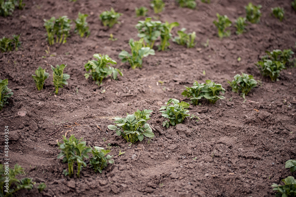 Potato garden plant sprouts grow on soil field, sunlight summer Potato garden plant sprouts grow on soil field, sunlight summer