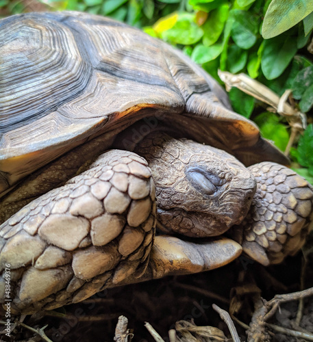 Photos turtle hibernating on the grass