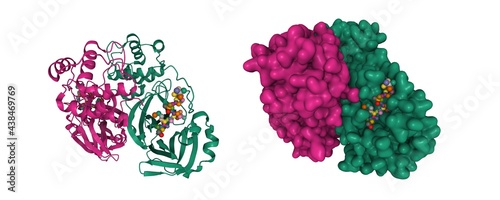 Structure of SARS-Cov-2 main protease dimer interacting with antiviral drug, narlaprevir, 3D cartoon and Gaussian surface models, white background photo