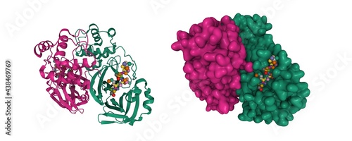 Bilde på lerret Structure of SARS-Cov-2 main protease dimer interacting with antiviral drug, nar