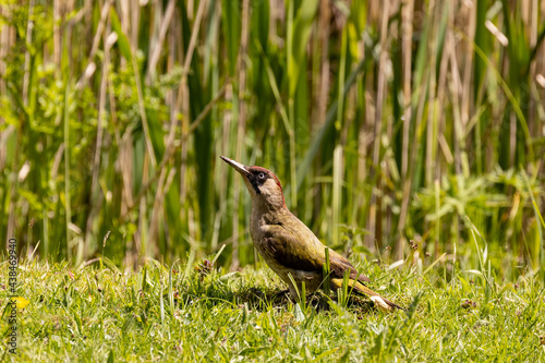 Green Woodpecker
