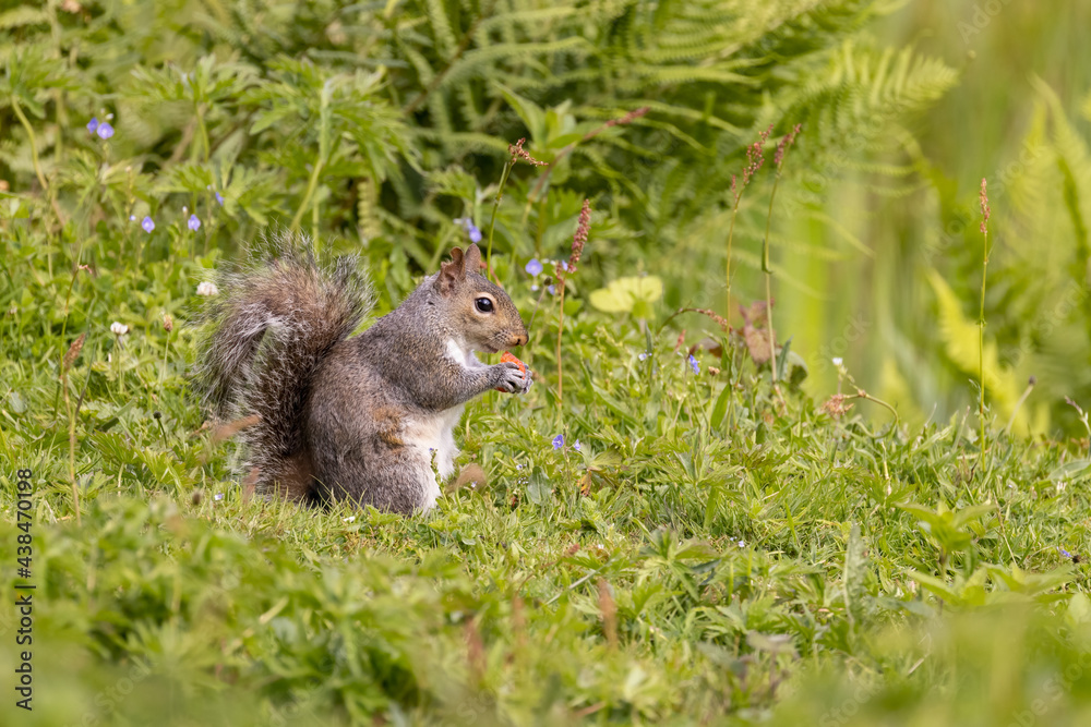 Obraz premium Squirrel eating Strawberry