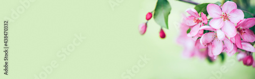 Blooming branch with pink blooming flowers on a gentle green background with sparkles. Copy space natural background