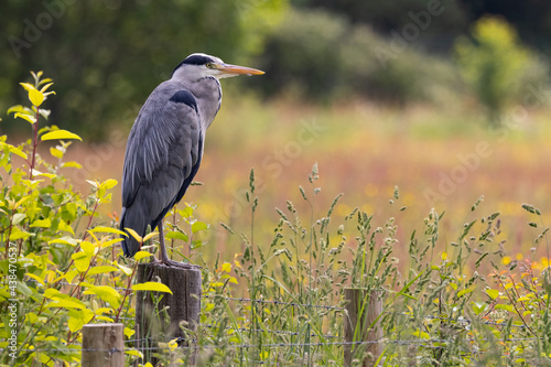 Heron Resting