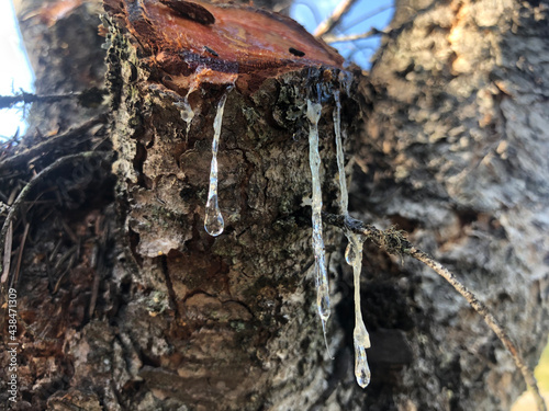 dripping tree