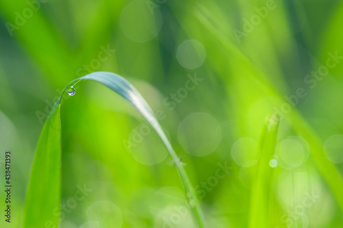 small water droplets on the green grass with warm morning light and bokeh