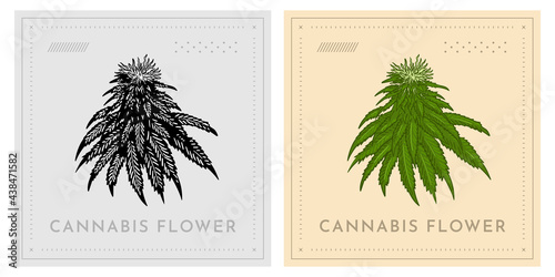 Cannabis marijuana flower plant with leaves and buds vintage illustration