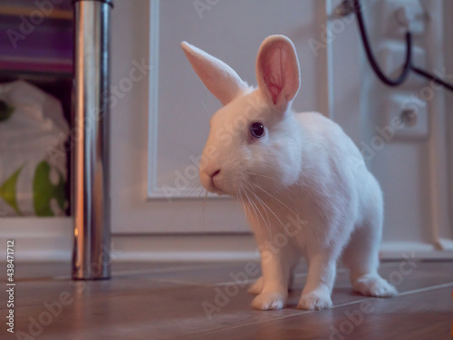 Little pet white rabbit. Daily life