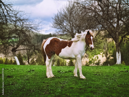 Wild horse in the mountains on a green lawn
