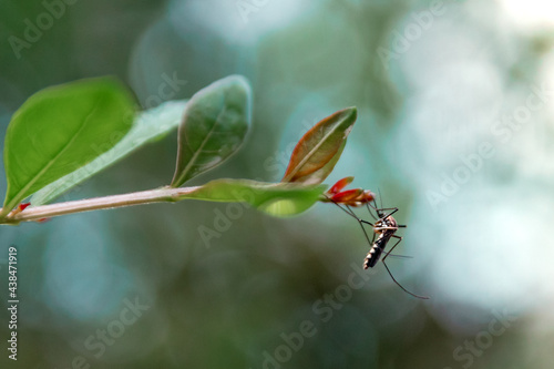 Mosquito on a leaf © Aslin
