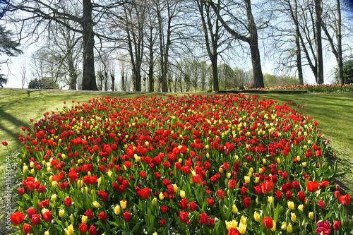 Forêt de tulipes multi-couleurs entre les arbres et pelouses du parc au château de Grand-Bigard à l'ouest de Bruxelles 