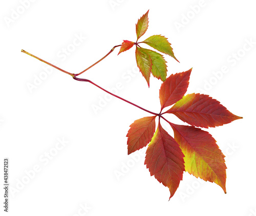 Colorful autumn leaves of w...