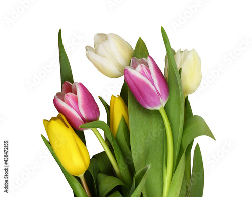 Colorful tulip flowers in a...