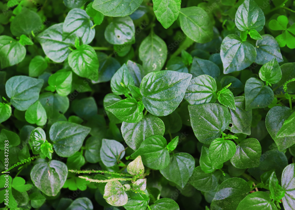 Peperomia pellucida grow in the garden Peperomia pellucida grow in the garden
