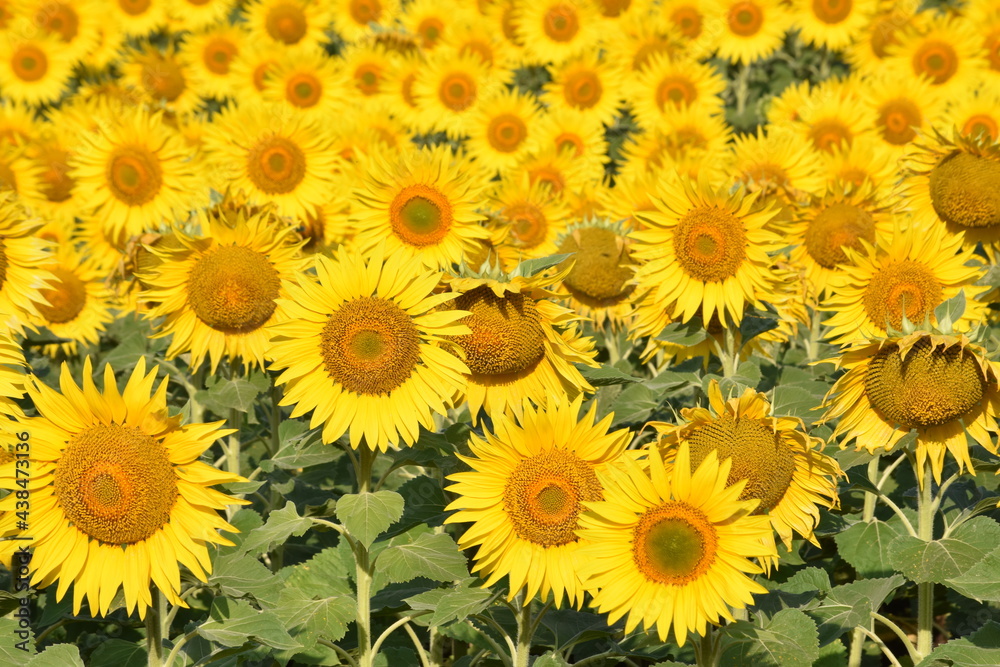 field of sunflowers field of sunflowers