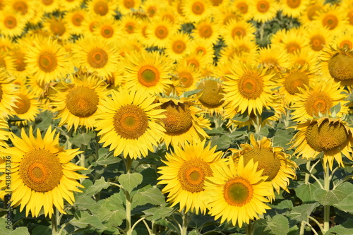 field of sunflowers