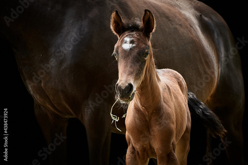 Fototapet Close-up of a brown horse foal standing with mare and isolated on black background