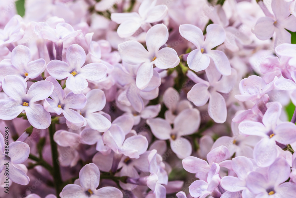 Pastel Light Pink Lilac flower background Closeup, organic natural texture.  Lilac blooms , Floral background.
