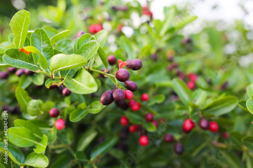 Bengal-Currants or Christ s Thorn   They are round  slightly oval  and dark red when ripe and fragrant .