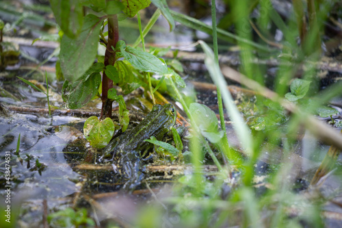 zielona żaba wychodząca z wody