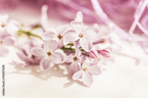 Delicate Pink Lilac flower isolated on white and pink background for greeting, gift card, label,