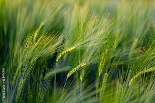 Gerste Getreide Hordeum vulgare S    gras Halme   hren Grannen Feld Landwirtschaft Bier Brot K  rner Mehl Rhachis einj  hrig Braugerste Gr  tze Graupen Makro Sonne Licht selektive Sch  rfe Fokus Abend gr  n 