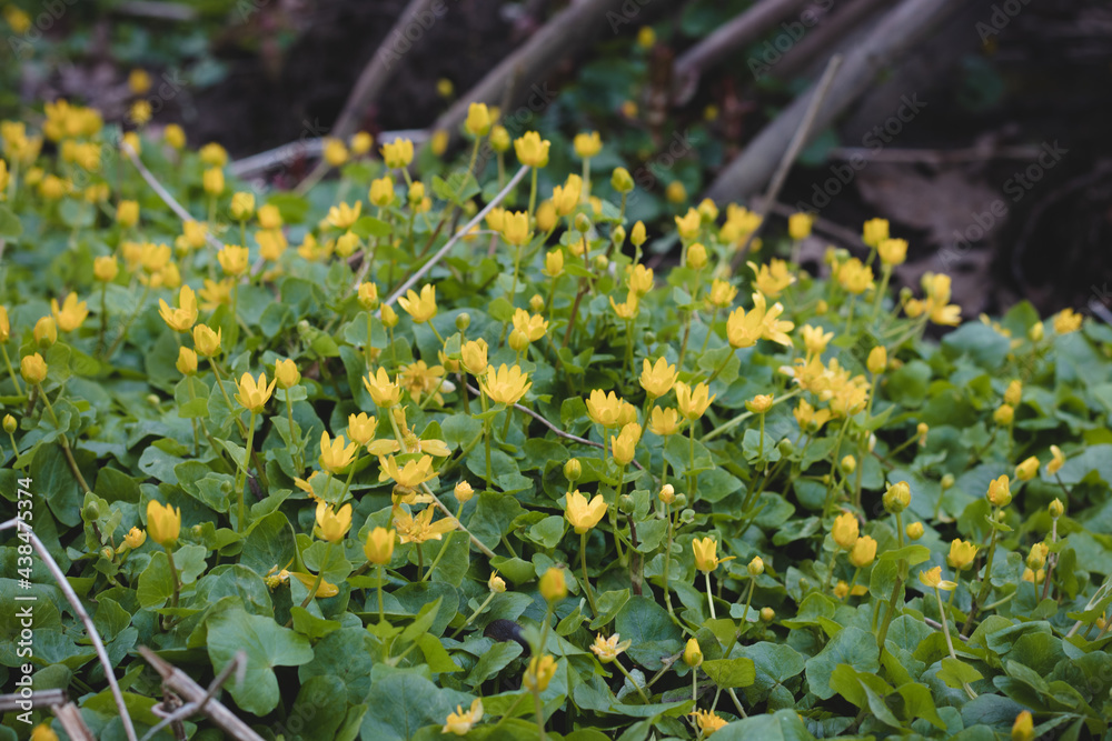 Ficaria verna bulbifera in floodplain forests. Yellow-green sea flower pilewort in the Odra river area in floodplain forests in eastern Czech Republic, europe Ficaria verna bulbifera in floodplain forests. Yellow-green sea flower pilewort in the Odra river area in floodplain forests in eastern Czech Republic, europe