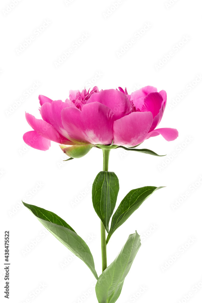 Beautiful pink peony isolated on white background Beautiful pink peony isolated on white background