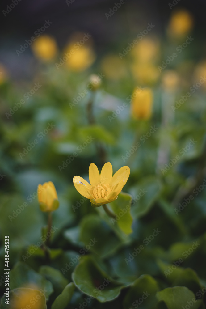 Fototapeta premium Close-up of Ficaria verna subsp bulbifera in floodplain forests. Yellow-green sea flower pilewort in the Odra river area in floodplain forests in eastern Czech Republic, europe