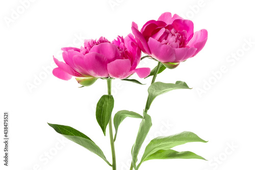 Two beautiful pink peonies isolated on white background