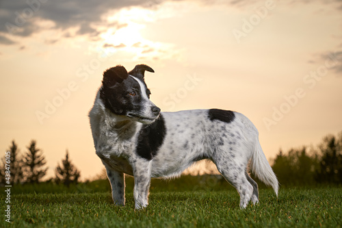 a black and white spotted dog poses under an epic sky looking attentive during sunset looking behind him.